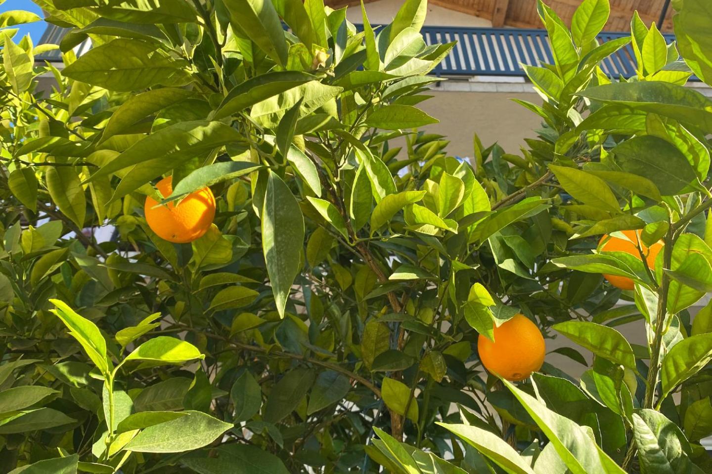 מוסטר Farah Apartment מראה חיצוני תמונה